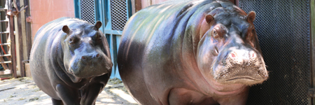 Community Affairs Louisiana Purchase Gardens and Zoo Hippos - City of Monroe, LA